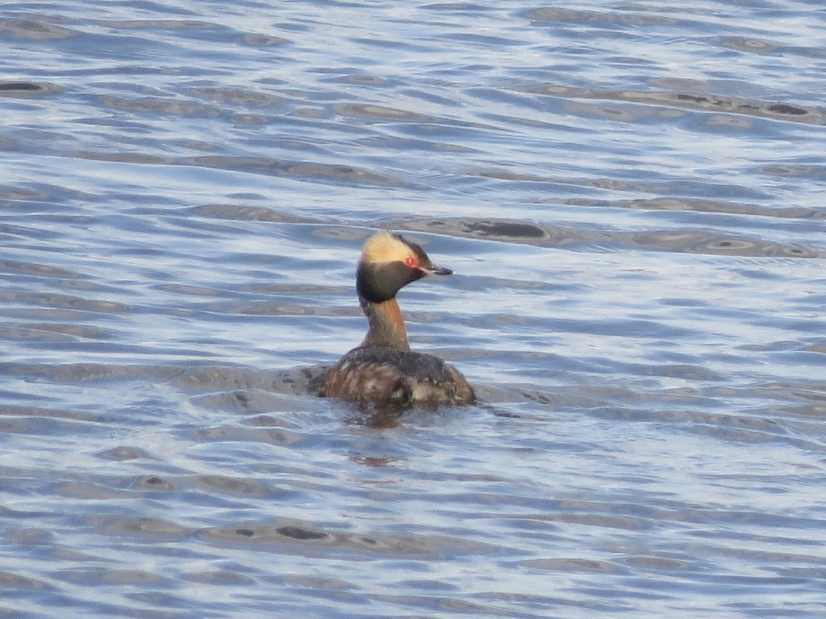 Horned Grebe - ML617456260