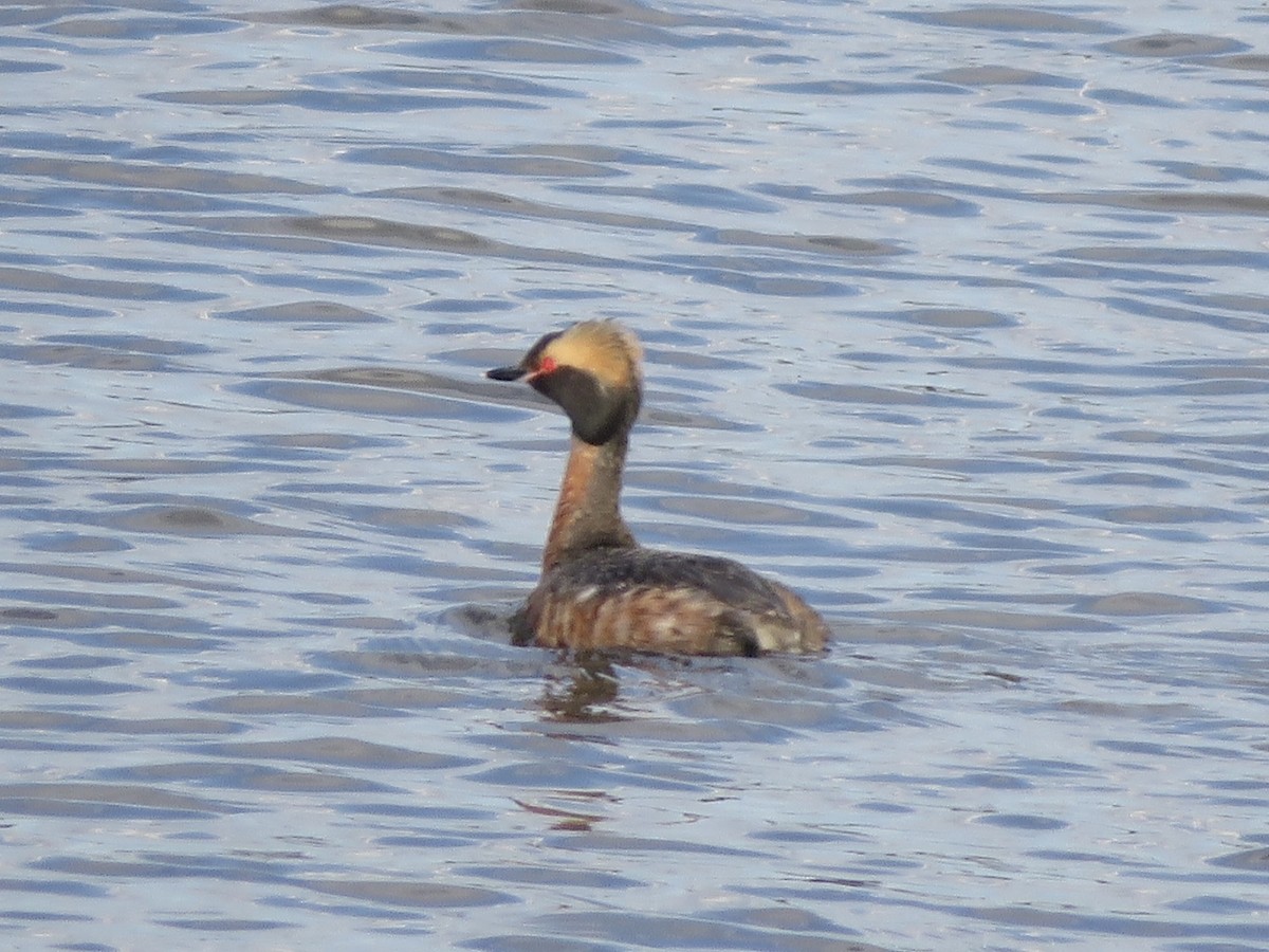 Horned Grebe - David Padulo