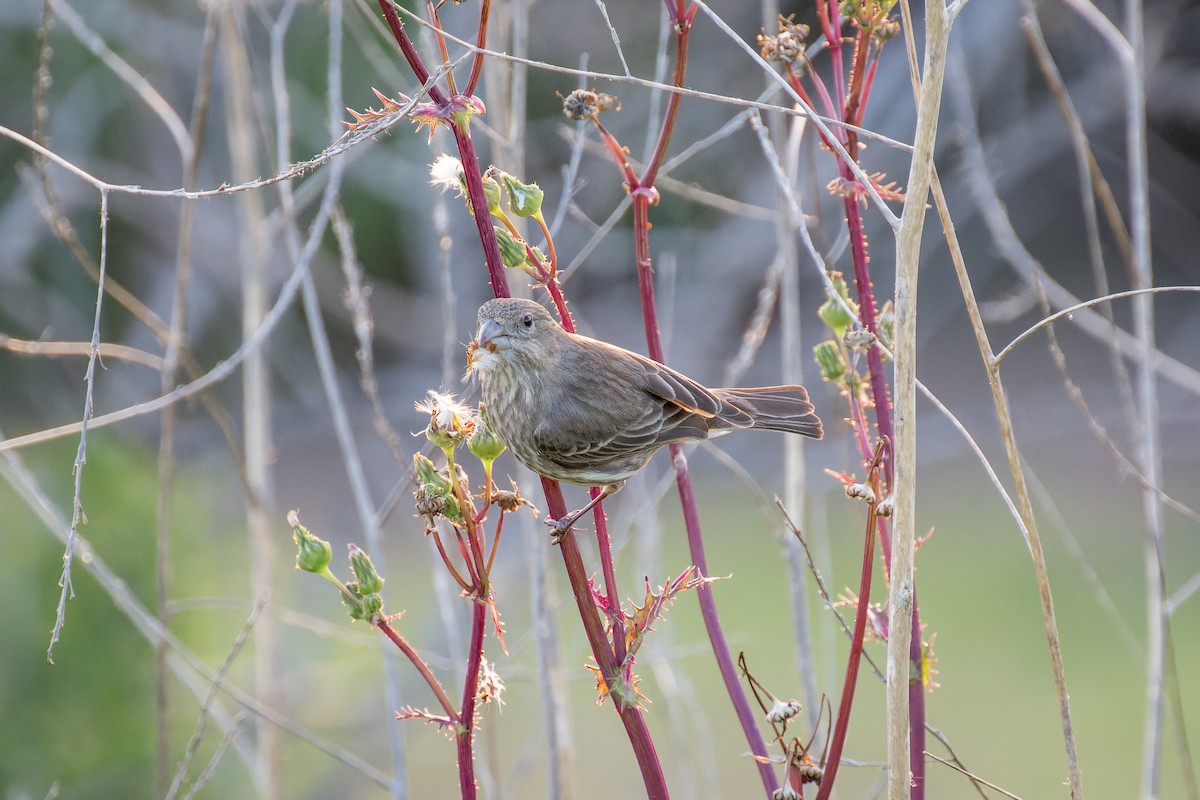 House Finch - Ruslan Balagansky