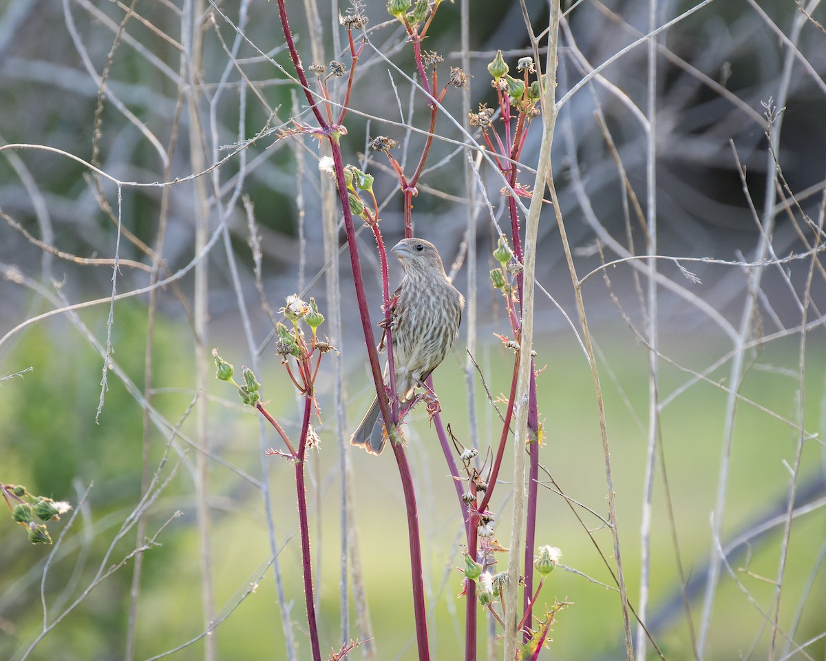 House Finch - ML617456269