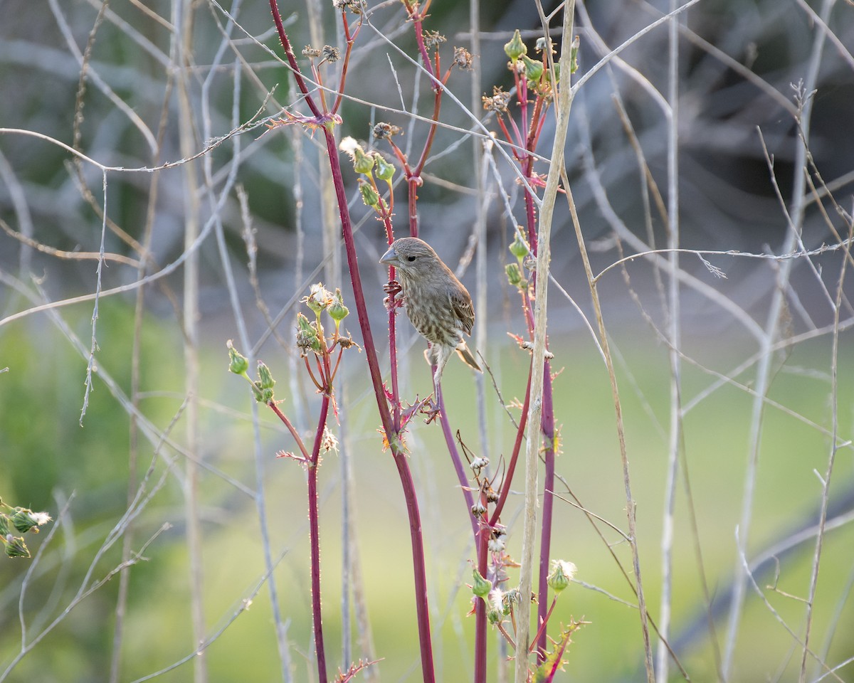 House Finch - ML617456270