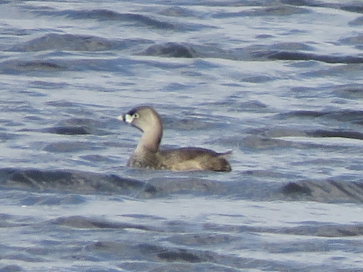 Pied-billed Grebe - ML617456292