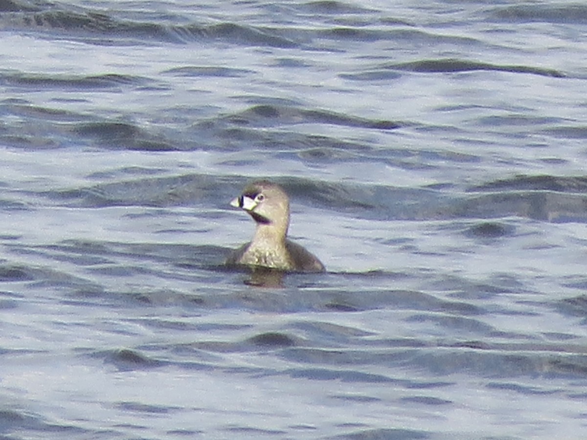 Pied-billed Grebe - ML617456293