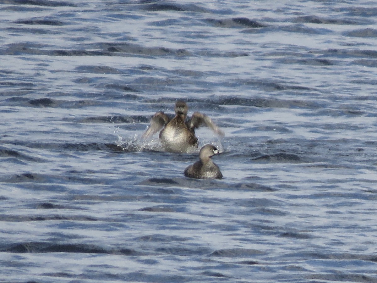 Pied-billed Grebe - ML617456294