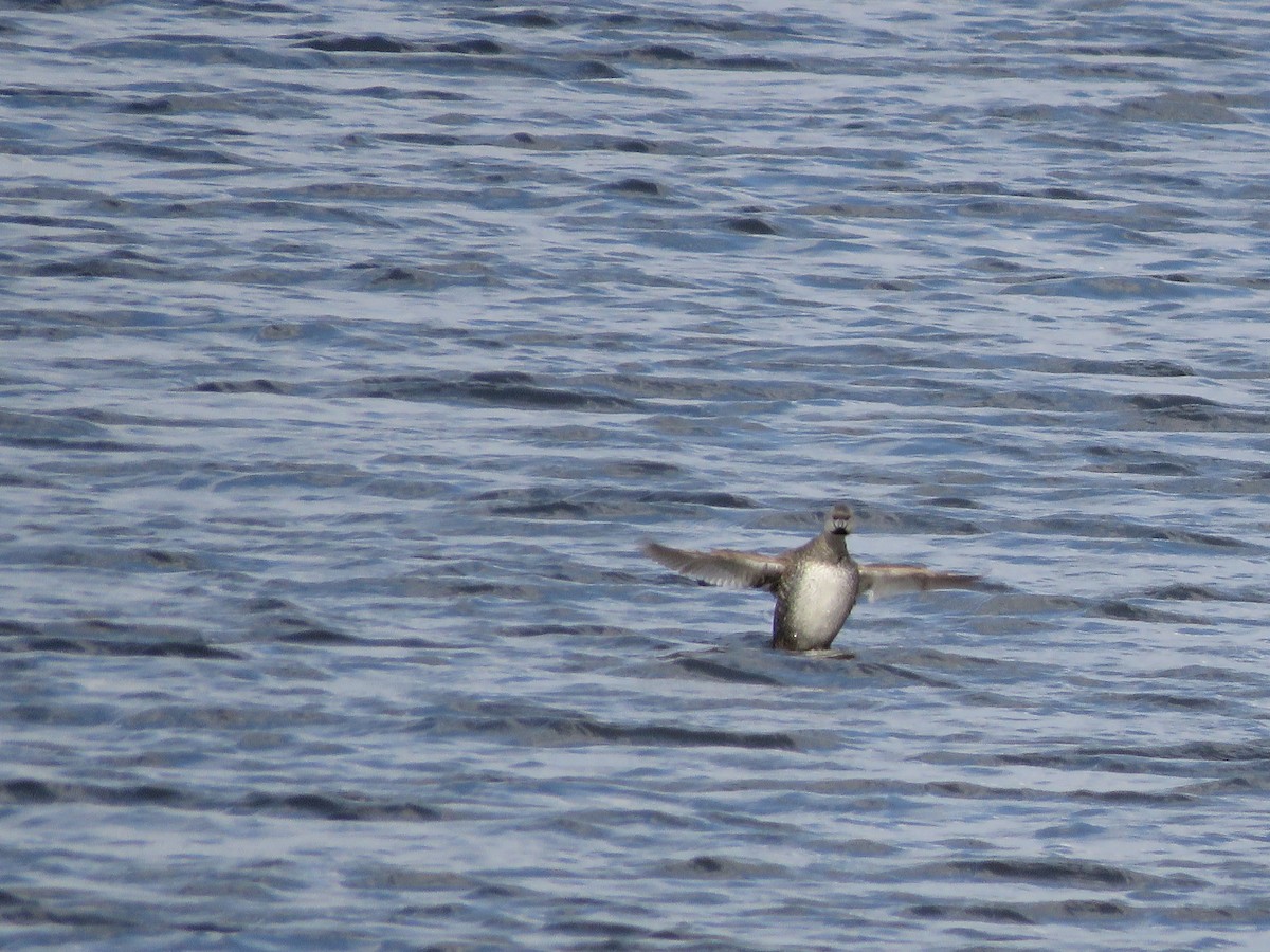 Pied-billed Grebe - ML617456296