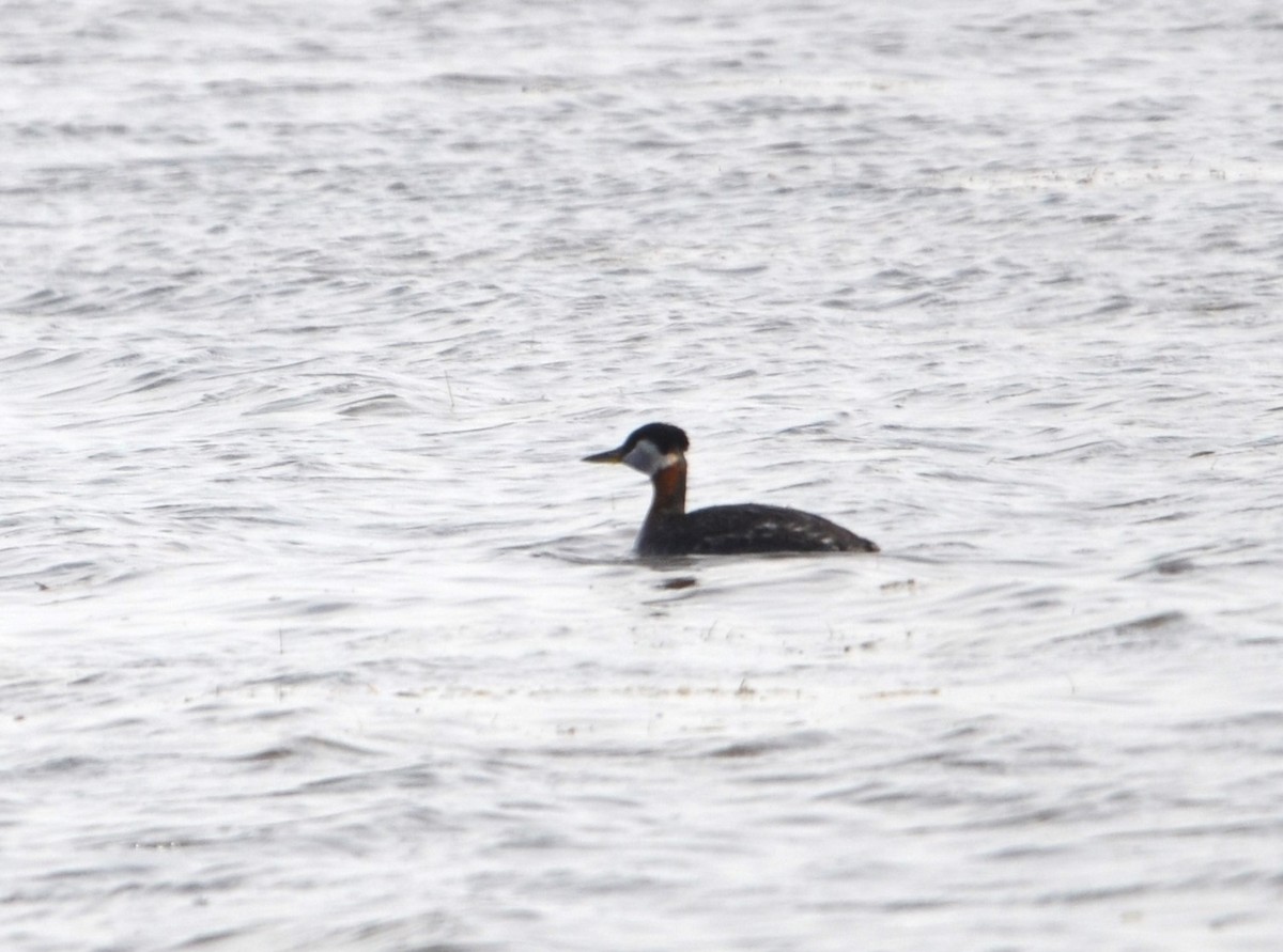 Red-necked Grebe - ML617456317
