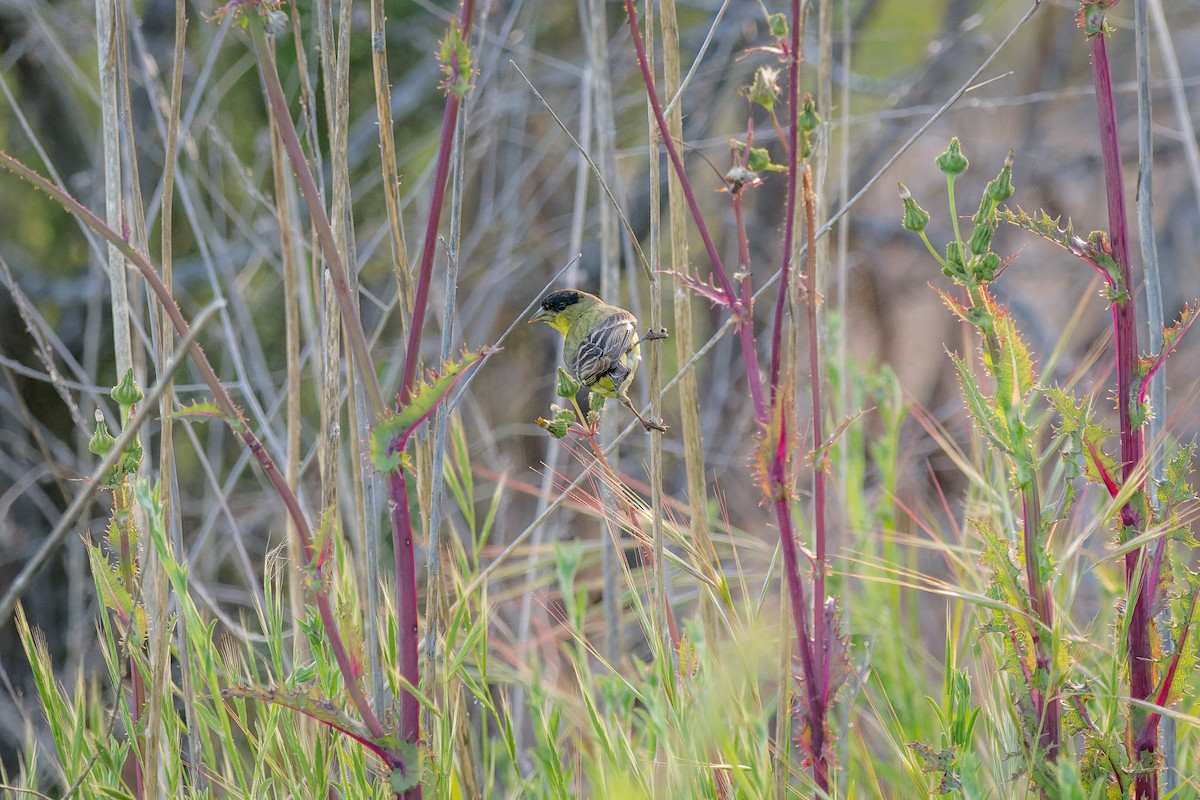 Lesser Goldfinch - ML617456318