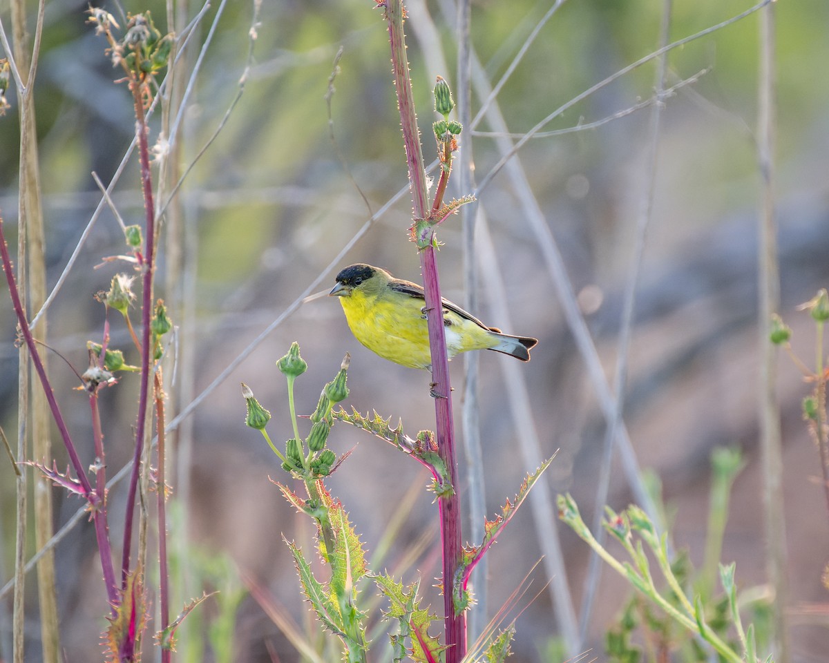 Lesser Goldfinch - ML617456319