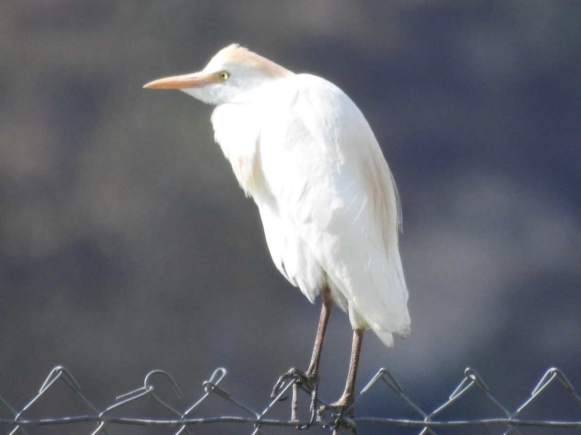 Western Cattle Egret - ML617456323