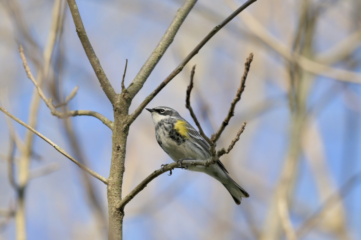 Yellow-rumped Warbler - Justin Riley