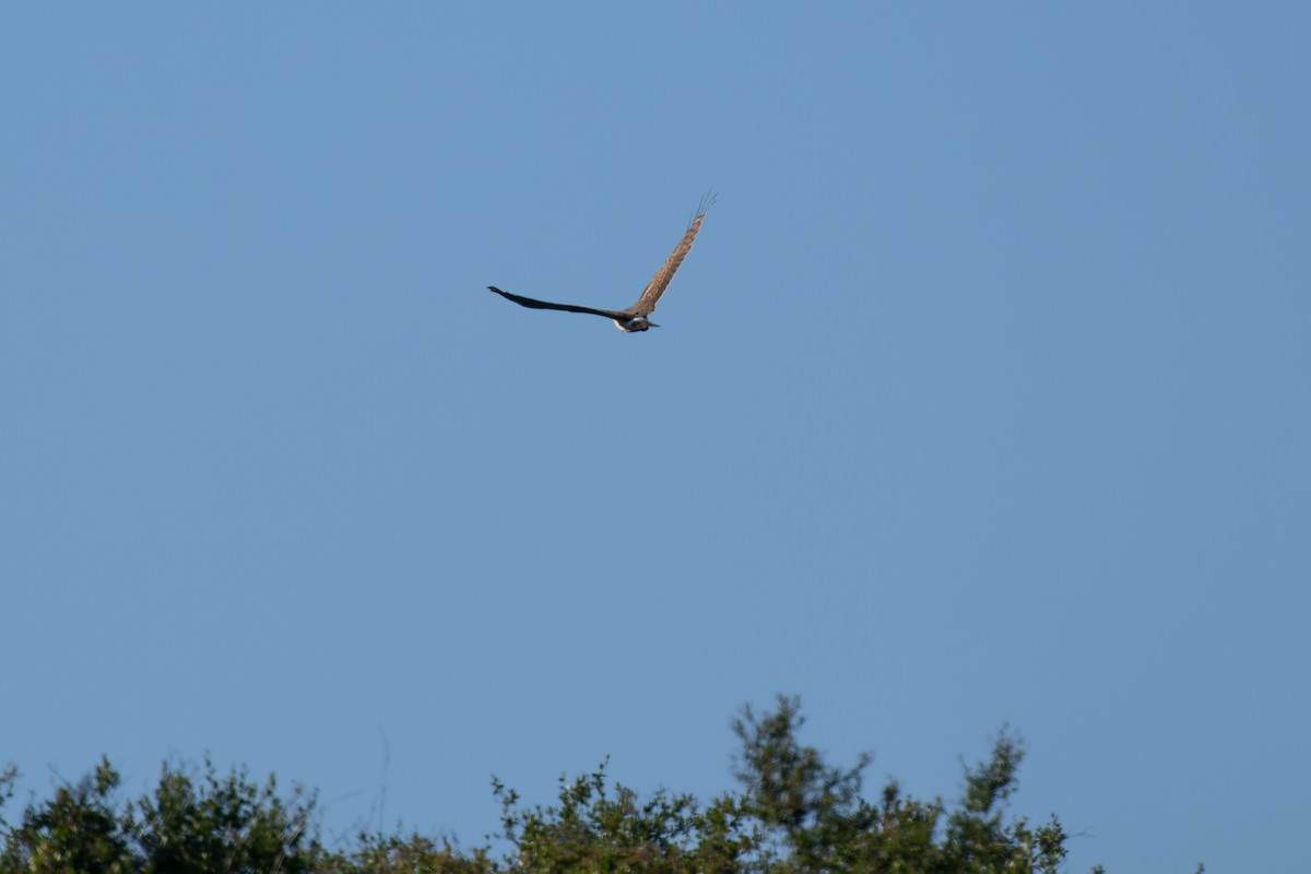 Northern Harrier - ML617456343