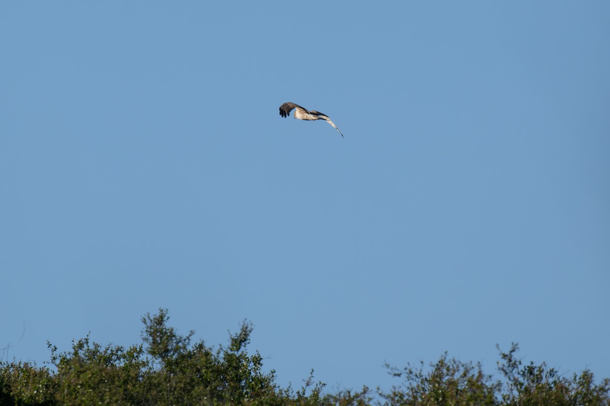 Northern Harrier - ML617456344