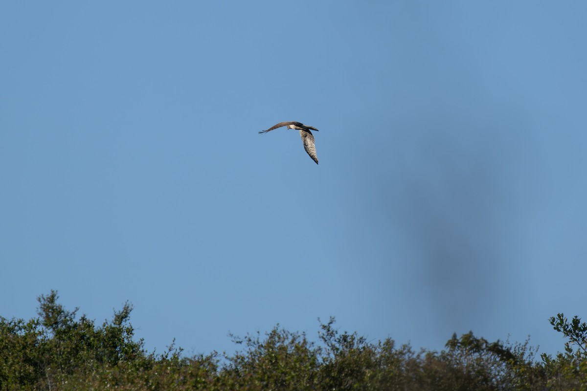 Northern Harrier - ML617456345