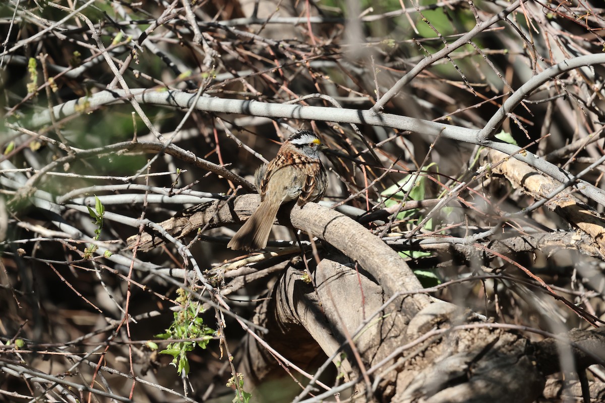 White-throated Sparrow - ML617456368