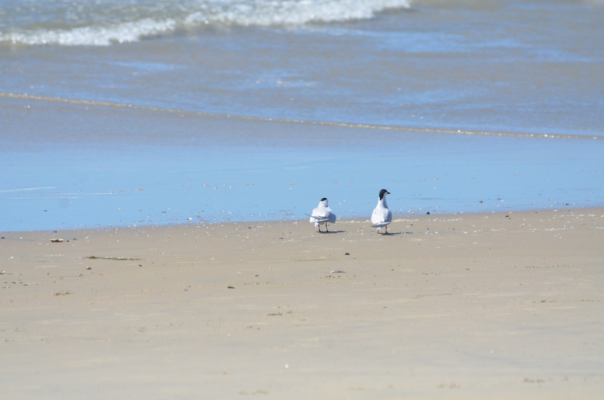 Gull-billed Tern - Maggie Avants