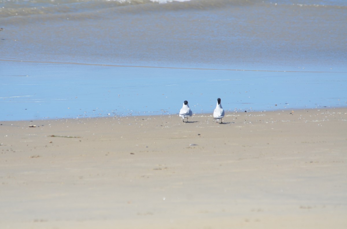 Gull-billed Tern - ML617456451