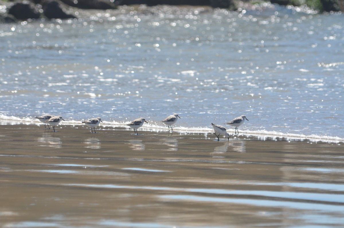 Bécasseau sanderling - ML617456503