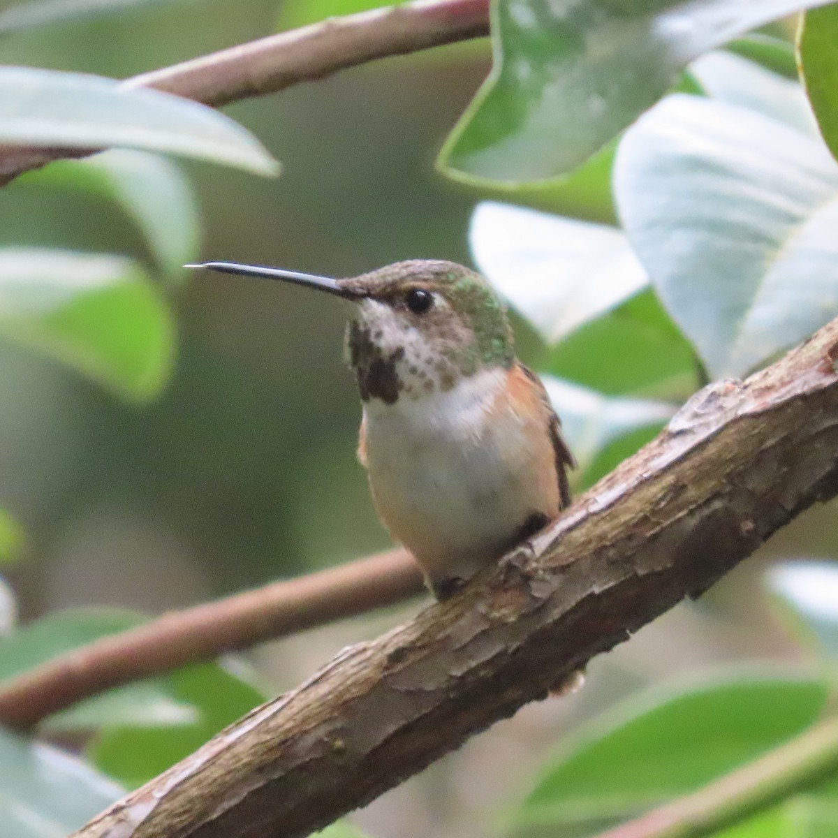 Rufous Hummingbird - ML617456566