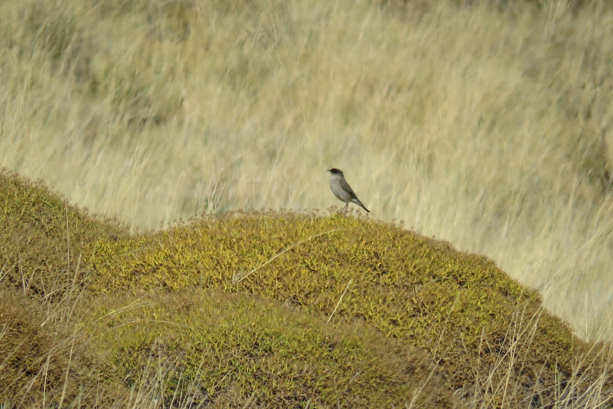 Dark-faced Ground-Tyrant - Cristina Ríos