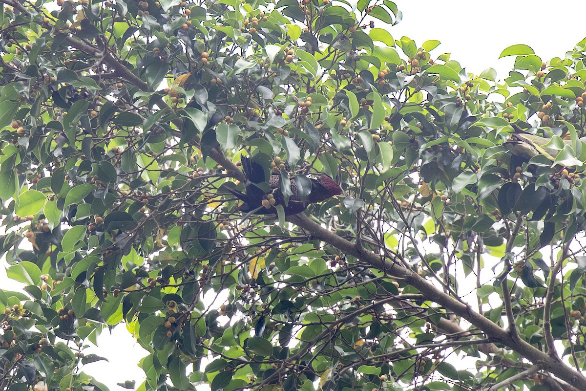 Banded Woodpecker - ML617456591