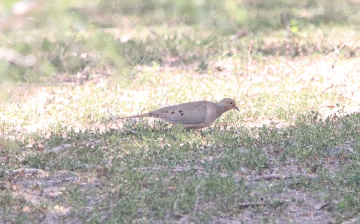 Mourning Dove - Rachel Street