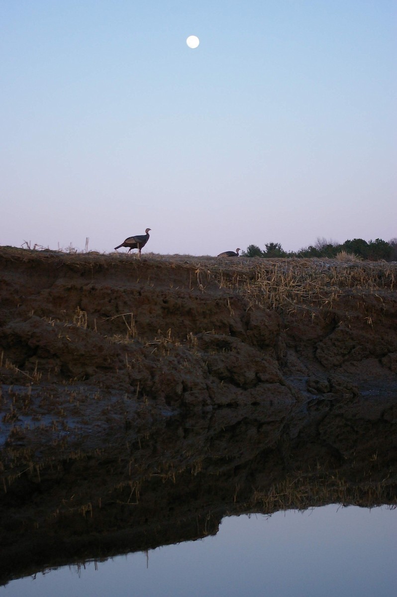 Wild Turkey - Zachary Peterson