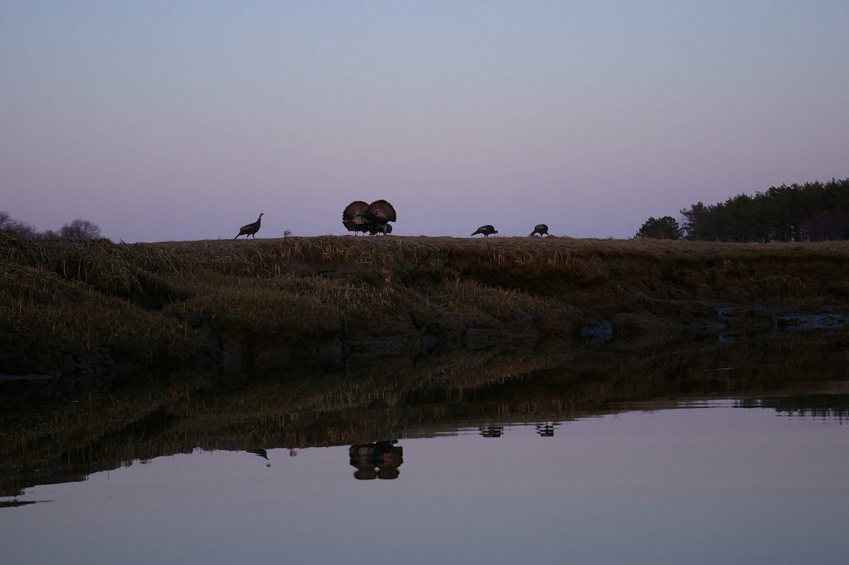 Wild Turkey - Zachary Peterson