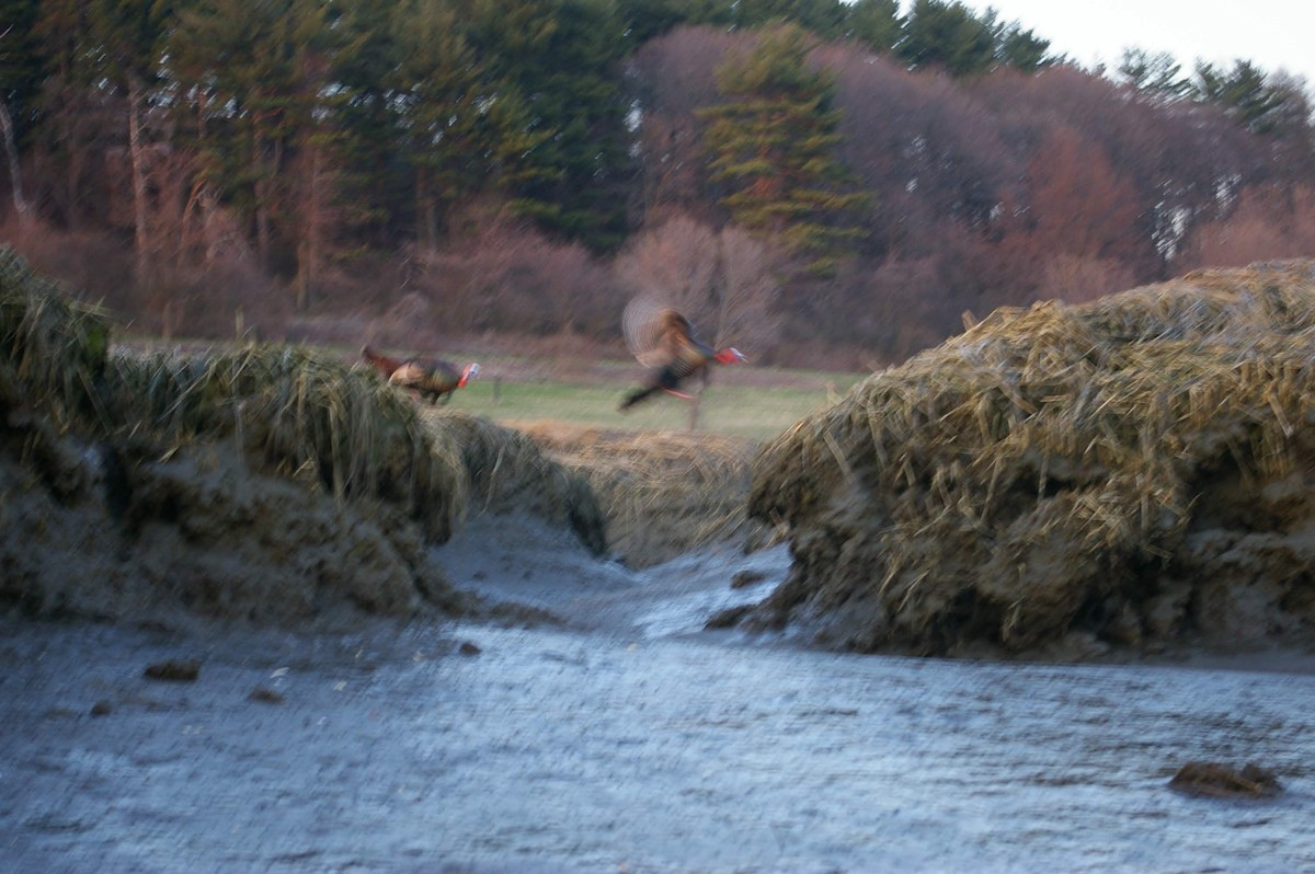 Wild Turkey - Zachary Peterson