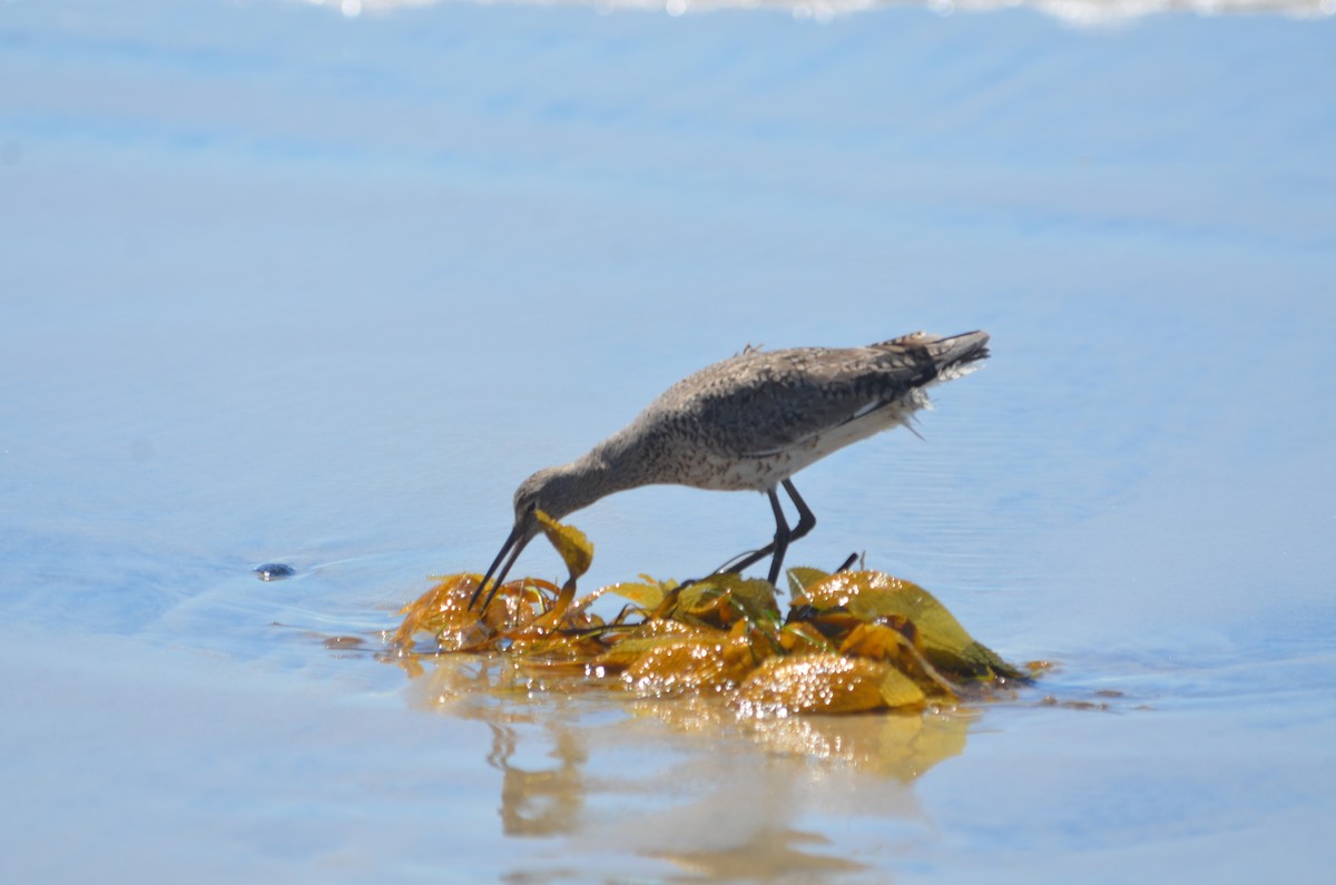 Willet - Maggie Avants