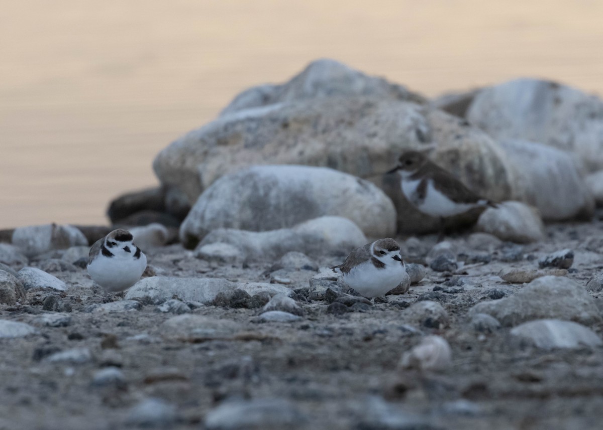 Snowy Plover - ML617456736