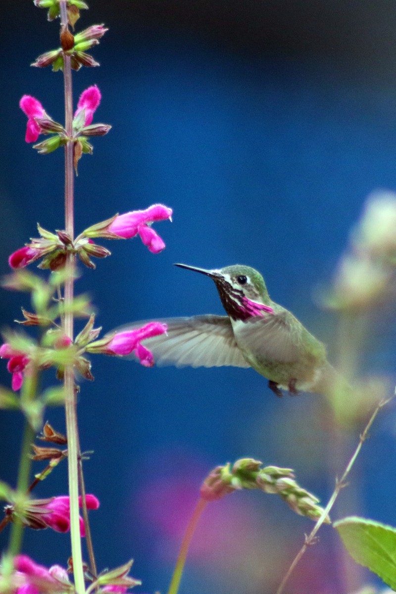 Calliope Hummingbird - Henri Truchassout