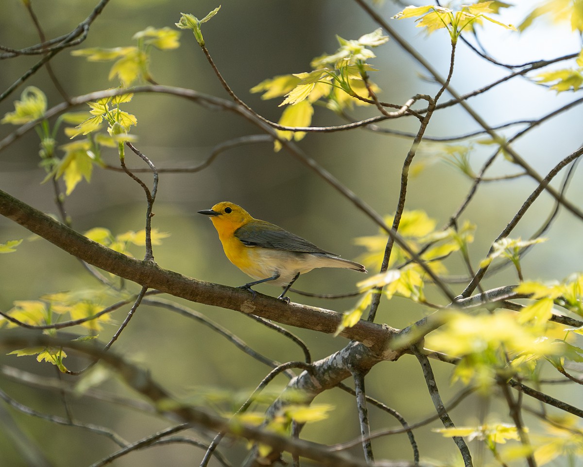 Prothonotary Warbler - ML617456805