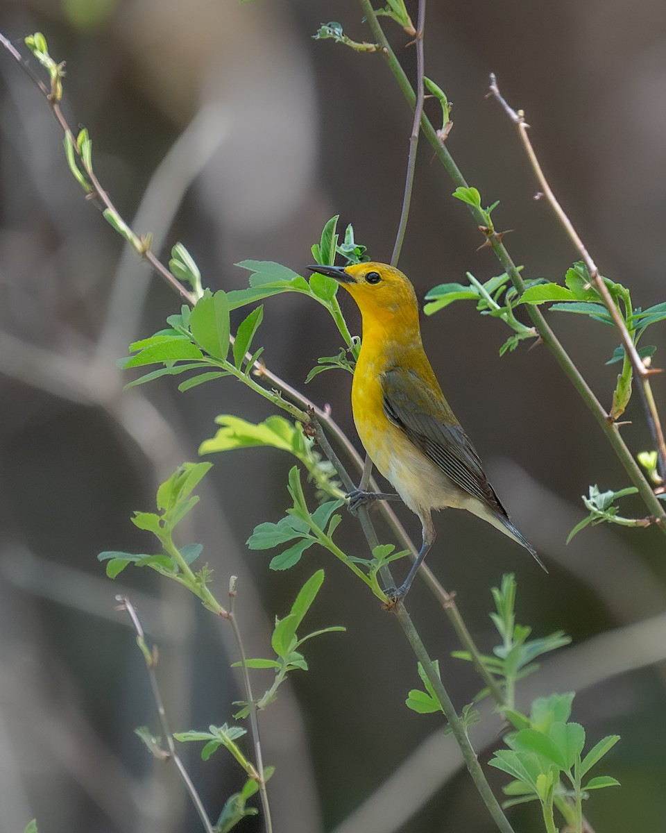 Prothonotary Warbler - ML617456806