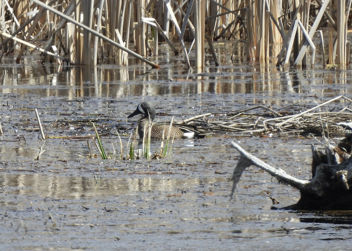 Blue-winged Teal - ML617456836