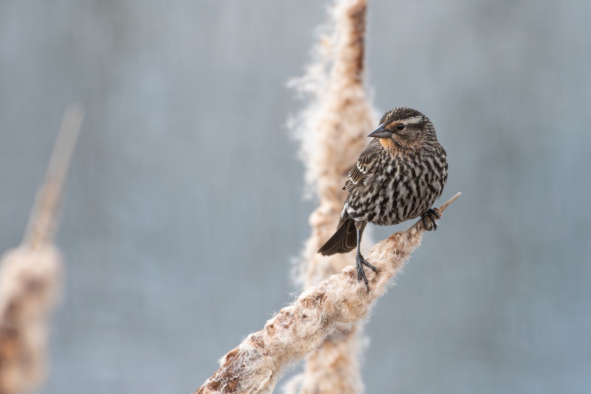 Red-winged Blackbird - ML617456856