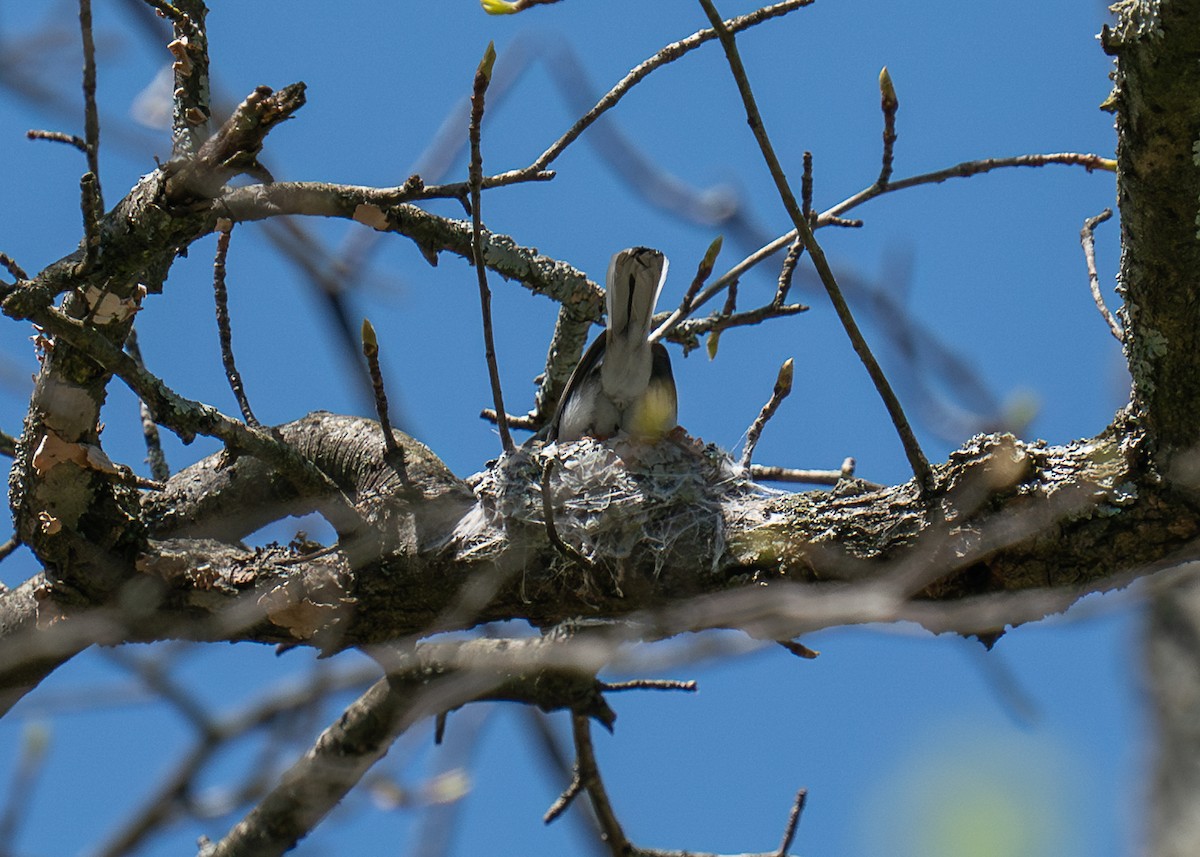 Blue-gray Gnatcatcher - ML617456878