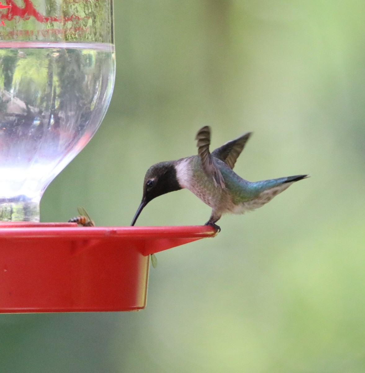 Black-chinned Hummingbird - ML617456945