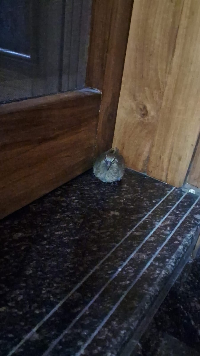 Laughing Dove - ML617456994