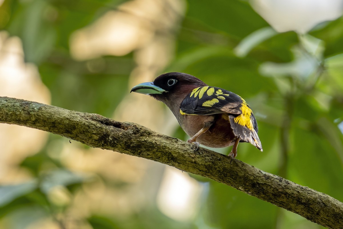 Banded Broadbill - Su Li