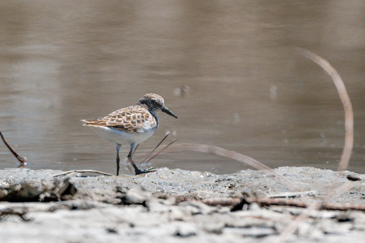 Least Sandpiper - ML617457044