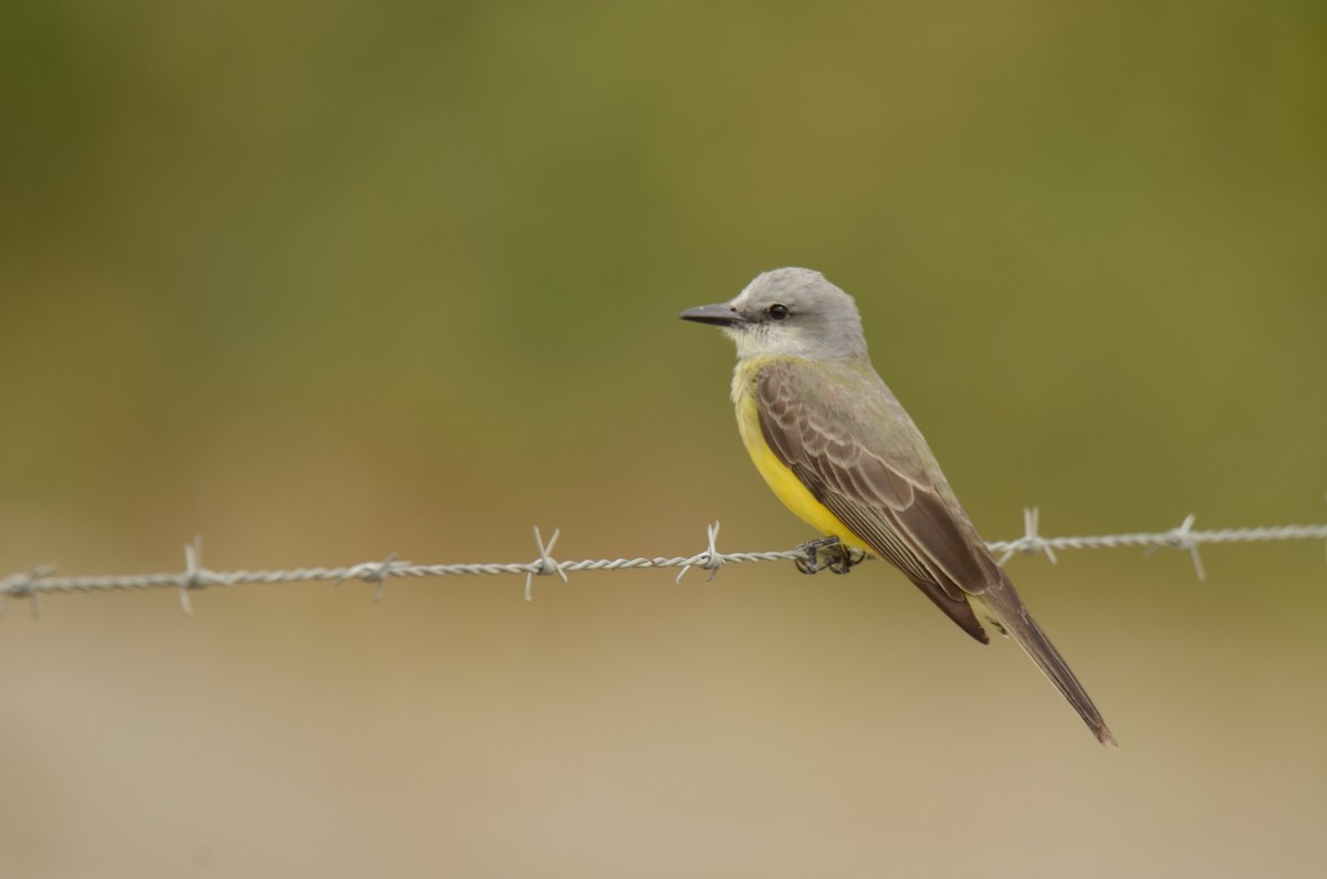 Tropical Kingbird - ML617457046