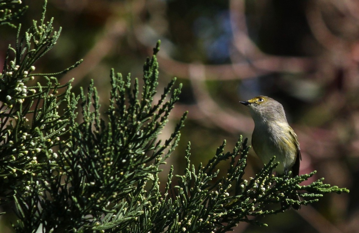 White-eyed Vireo - ML617457053