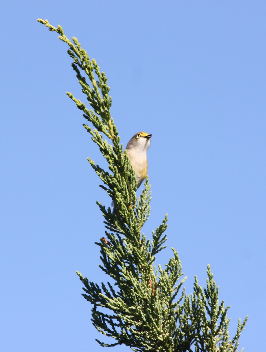 White-eyed Vireo - Trevor Rawson