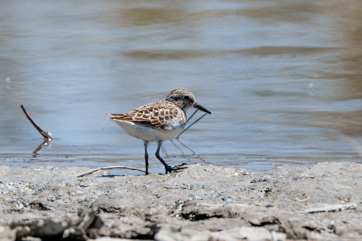 pygmésnipe - ML617457059