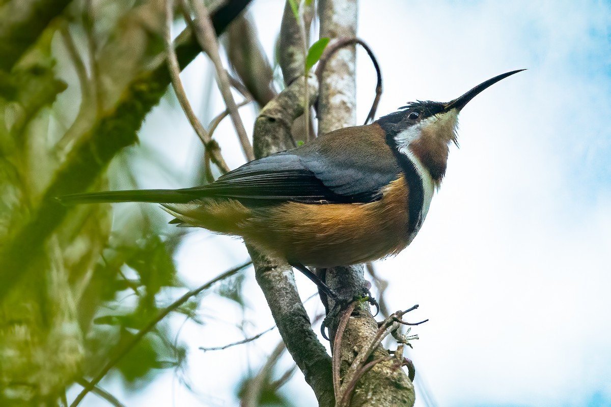 Eastern Spinebill - ML617457061