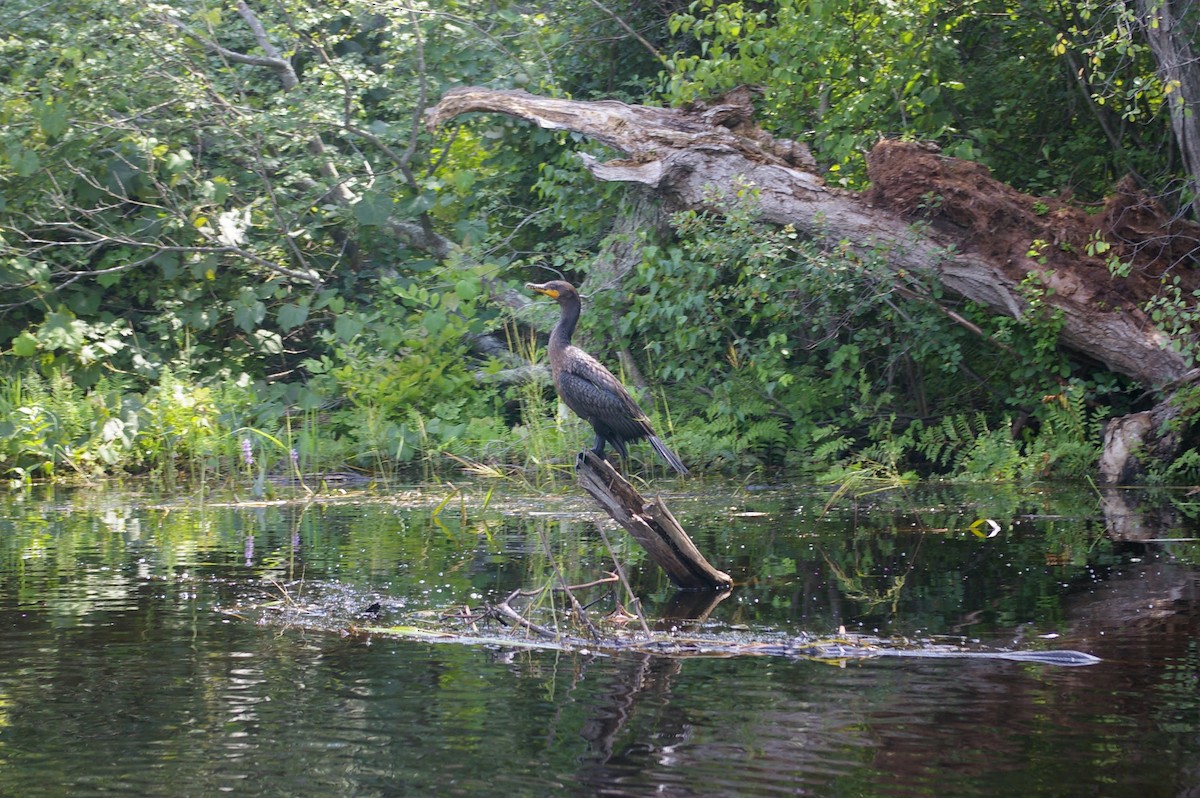 Double-crested Cormorant - ML617457174