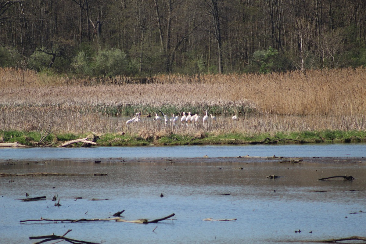 American White Pelican - ML617457209