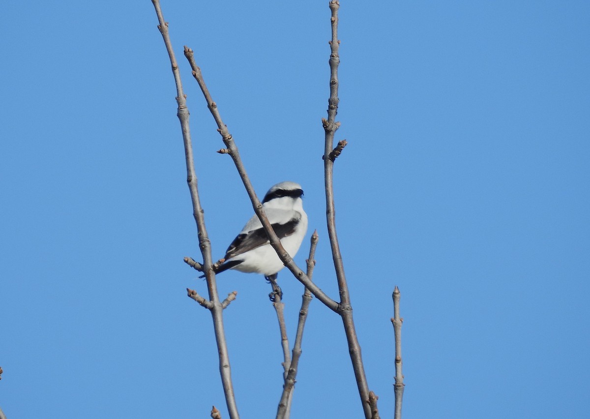 Alcaudón Boreal - ML617457229