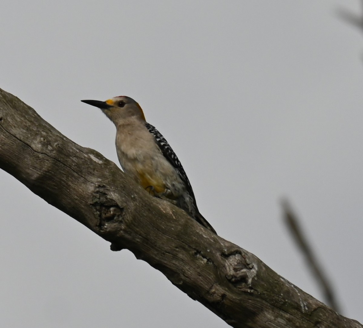 Golden-fronted Woodpecker - ML617457232