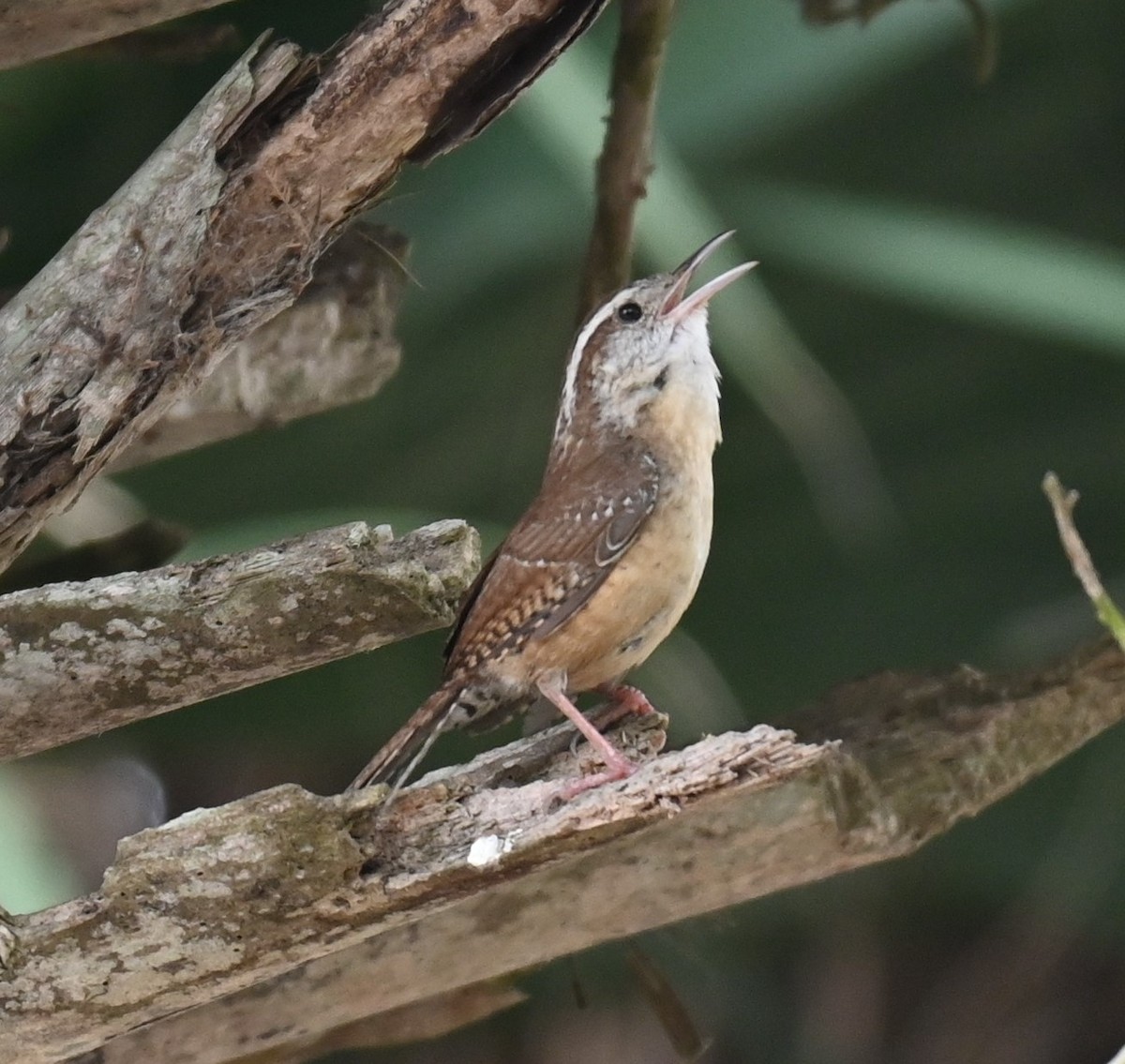 Carolina Wren - ML617457282